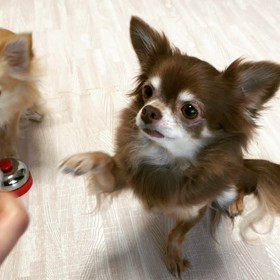 エアーチンの画像