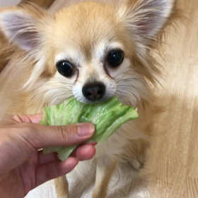 レタス食す…フラン編の画像