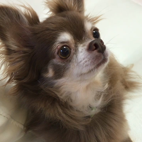 レタス食す…バジル編の画像