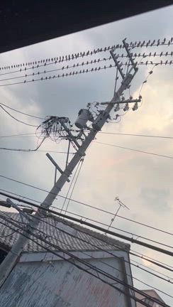 夕方になるとやって来るの記事動画