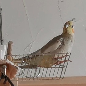 オス鳴きの画像