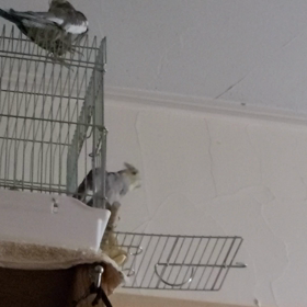 今日のオス鳴きの画像