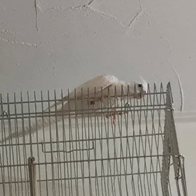 鳴き声の画像