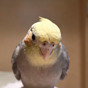 兄妹の画像