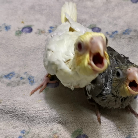 PFルチノーとPFノーマルの画像