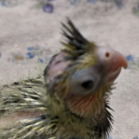 3羽目はパールの画像