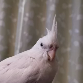 ねむいの？の画像