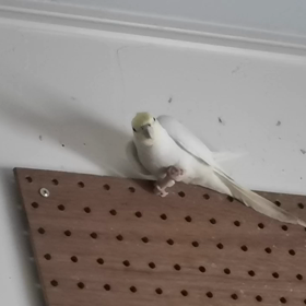 PFルチノー、今日のオス鳴きの画像