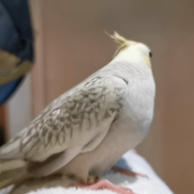 PFシナモンパールと師匠の画像