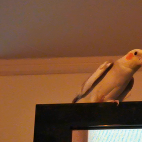 今日のオス鳴きの画像