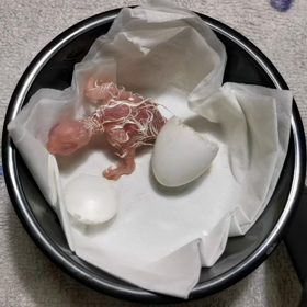 3羽目。の画像
