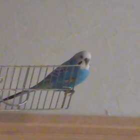 セキセイの鳴き方って？の画像