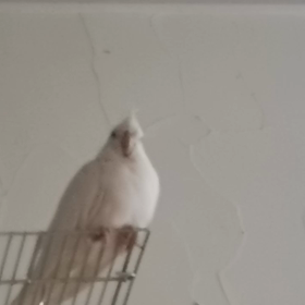 里ちゃんの鳴き方の画像