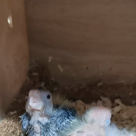 また、3兄妹の画像
