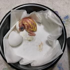狙ってたのに…の画像
