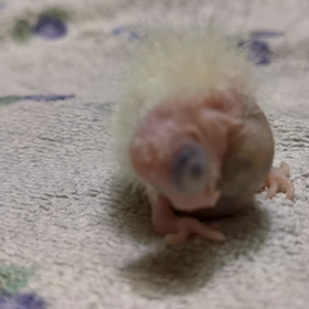 雛っぴ。の画像