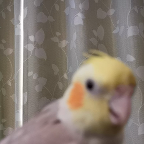 羽繕いの画像