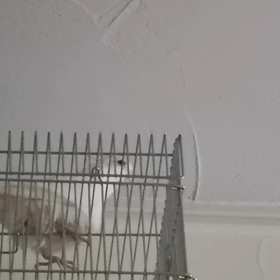 師匠の鳴き声の画像