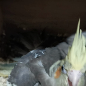 ギズモの巣  箱の画像
