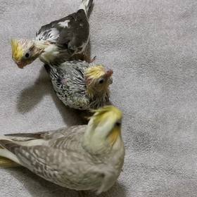 雛達の画像