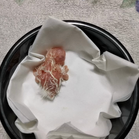 1羽目。の画像