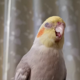 お手入れの画像