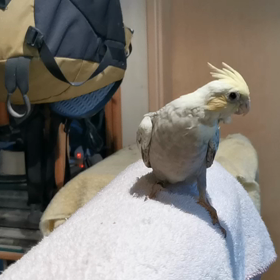 初めての離陸の画像