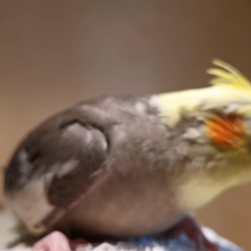 飛べたよの画像