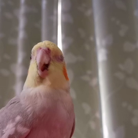 ギョリギョリ動画の画像