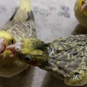 3兄妹の画像