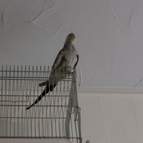 鳴き声の画像