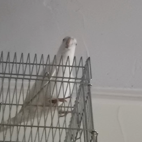 師匠もオス鳴き？の画像