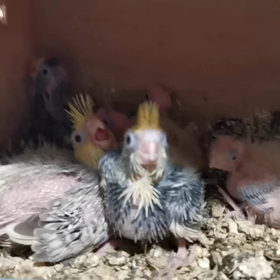 恐竜の鳴き声の画像