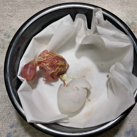 待望のメス、誕生の画像