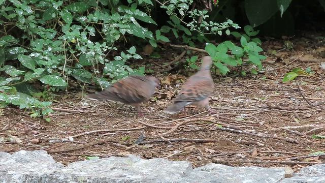 雨の中猛アピールするキジバトが可愛かったの記事動画