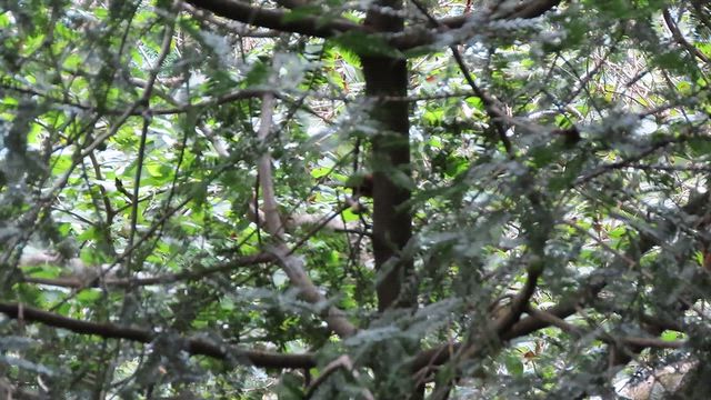 高尾山を登って疲れた時に出会えた可愛い鳥の記事動画