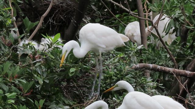 ダイサギがダイサギを覗く時、ダイサギもまたダイサギを覗いているのだの記事動画