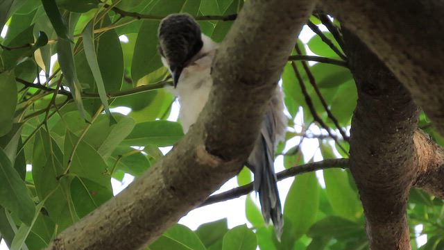 ごま塩頭のオナガの幼鳥が可愛すぎる！の記事動画