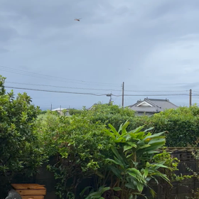 台風とトンボの画像