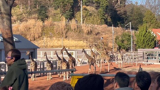 多摩動物公園　キリンの記事動画