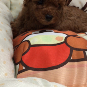 マカロンの女の子の画像