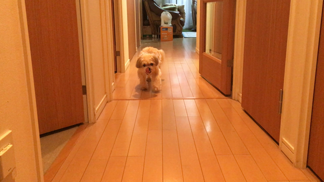 ふうちゃんのデータ整理とお土産との記事動画