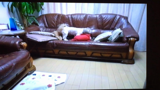 ふうちゃんのデータ整理とお土産との記事動画