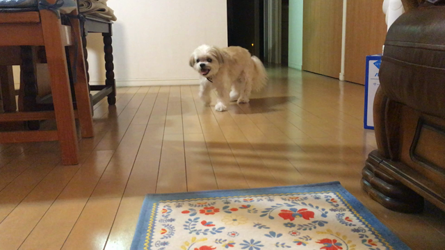 ふうちゃんのデータ整理とお土産との記事動画
