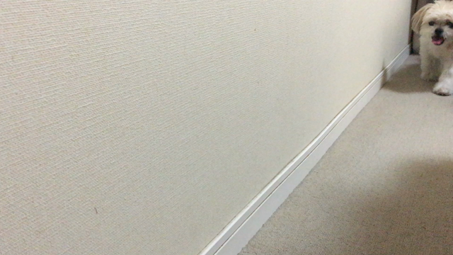 ガーデニングと断捨離とフルーツトマトの記事動画