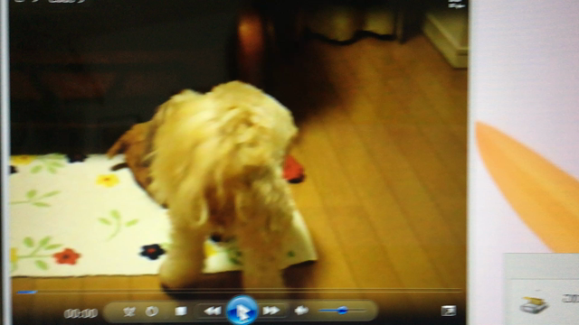 ふうちゃんのデータ整理とお土産との記事動画