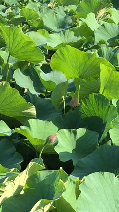 蓮の花　咲き始めますの記事動画
