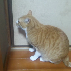 ふくまる、一度だけの奇跡 ☆動画の画像