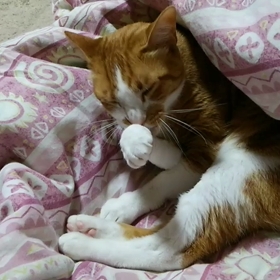ふくまるの身繕い  落ちなし！  動画の画像