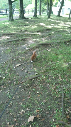 軽井沢の公園で……の記事動画